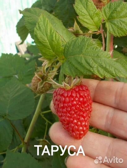 Малина Сказка, Таруса и Глен ампл