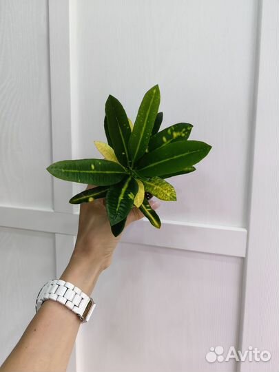 Кротон Санни Стар