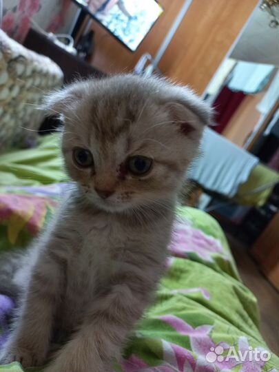 Шотландский