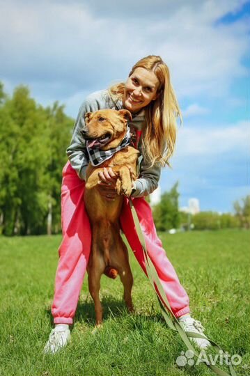 Приходи за другом приют Некрасовка