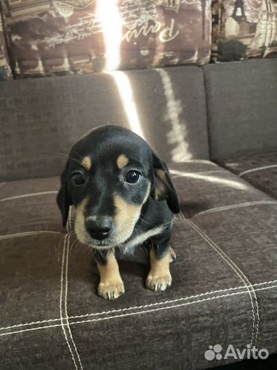 Щенки таксы