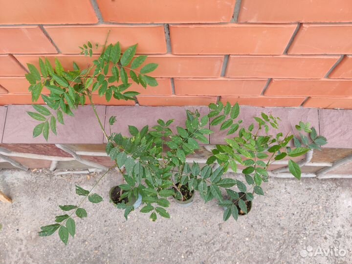 Глициния лиана