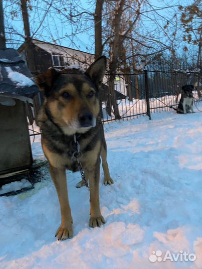 Собака в добрые руки