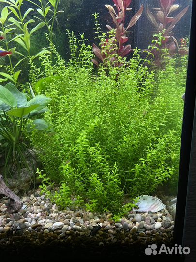 Аквариумные растения
