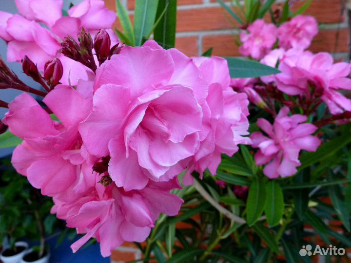 Олеандр розовый, желтый, белый махровые и др цветы