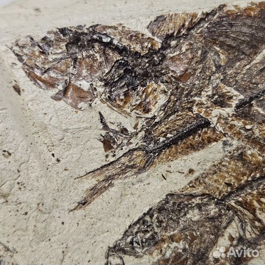 Окаменелая рыба на породе