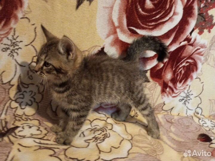 Милые шотландцы