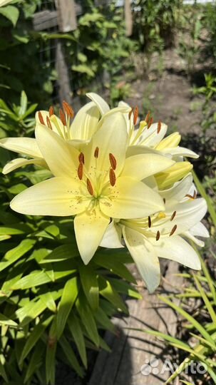 Лилия фисташково-белая