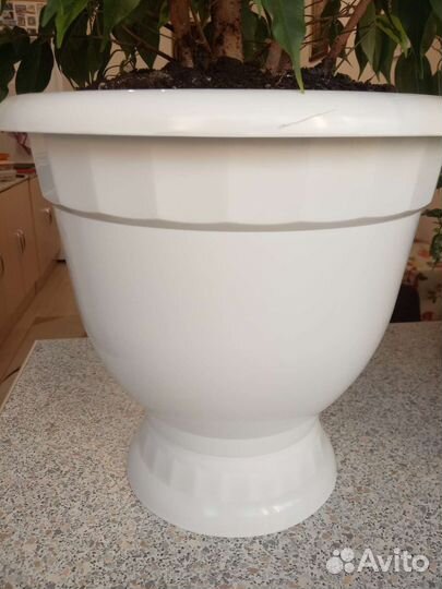 Фикус бенджамина пестролистный