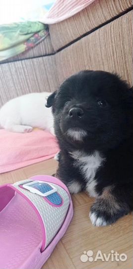 Щеночек-мальчик