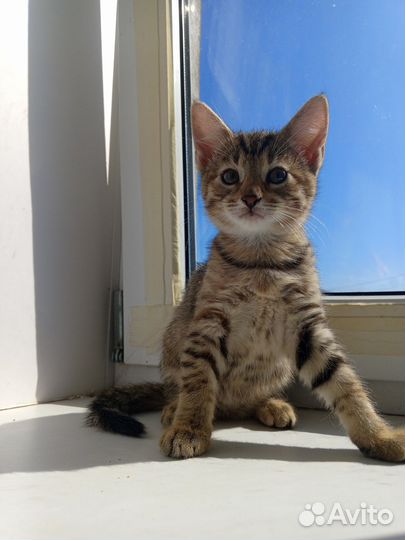 Котята в добрые и любящие руки. Бесплатно