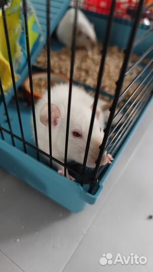 Крыса дамбо, две девочки