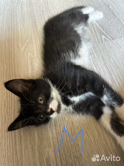 Шотландская