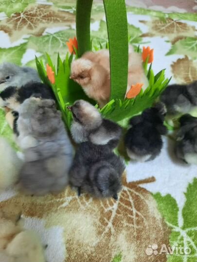 Цыплята Китайской Шелковой Малазийская Сирама