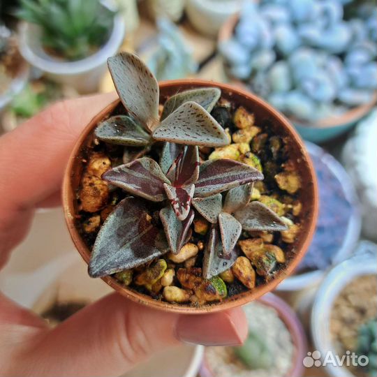 Ленофиллум гуттатум ред