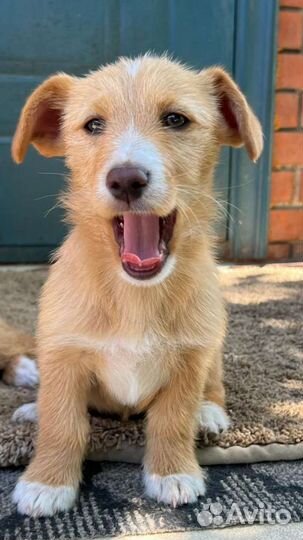 Собака в добрые руки щенок