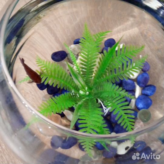 Аквариум с рыбкой