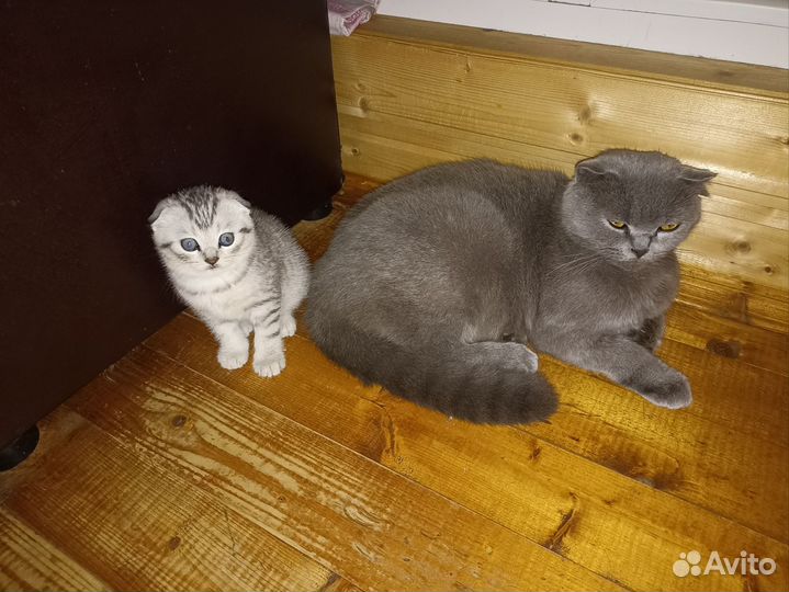 Шотландские котята