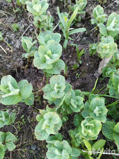 Мята яблочная(Египетская)