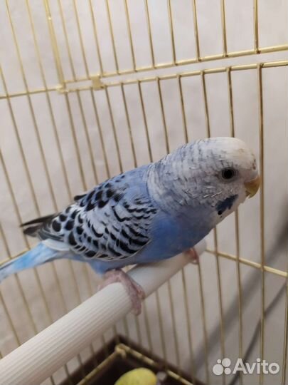 Волнистый попугай с клеткой