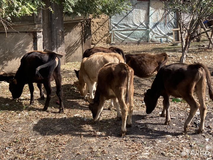 Быки и телки