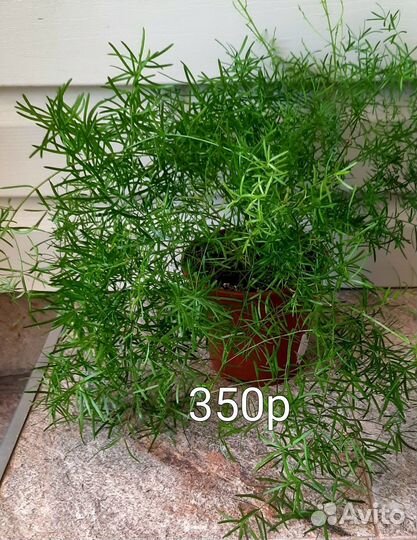 Комнатные растения