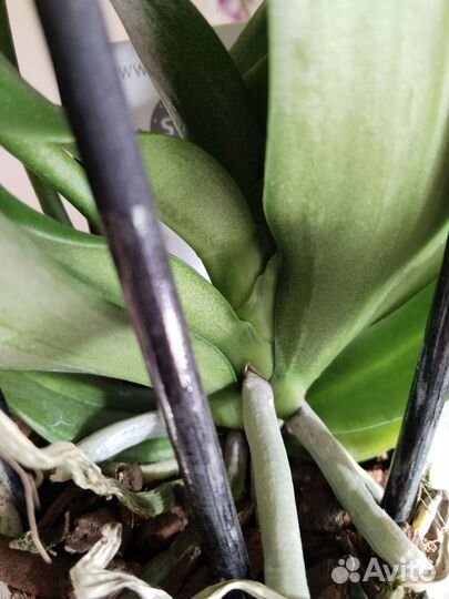 Орхидея фаленопсис Марракеш бабочка 3 ствола