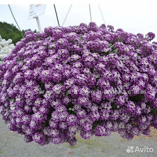 Алисиум многолетний