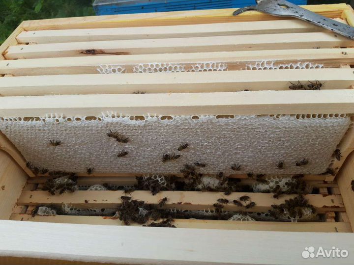 Мед в сотах. Рамка меда в сотах. Мед Сотовый