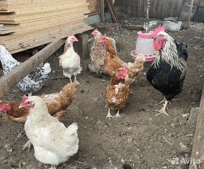 Куры несушки