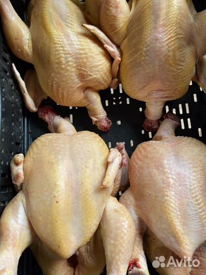 Мясо домашнего бройлера