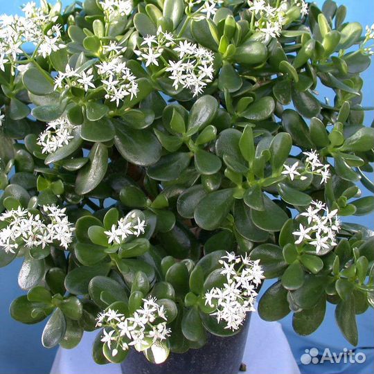 Цветы комнатные