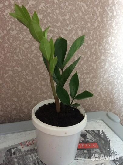 Замиокулькас