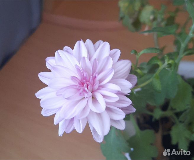 Продам цветы комнатные