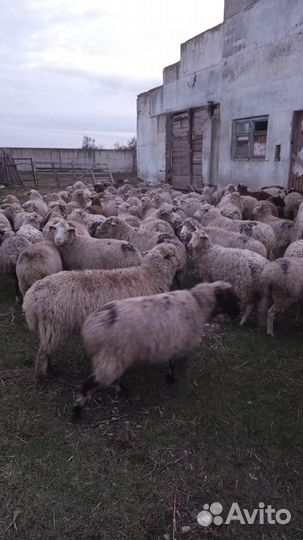 Овцы бараны матки ягнята