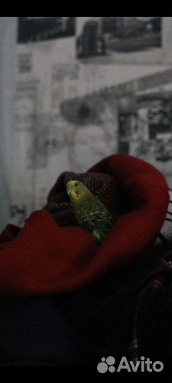 Волнистый попугай мальчик