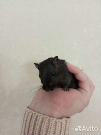 Монгольская песчанка