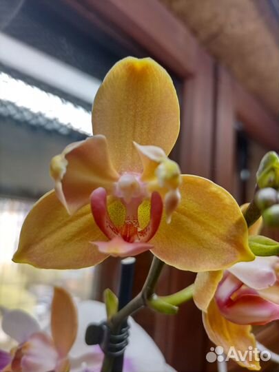 Орхидея фаленопсис бабочка, пелорик цветущая