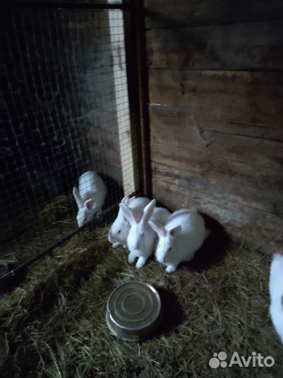 Кролики мясных пород шиншилла и белый панон