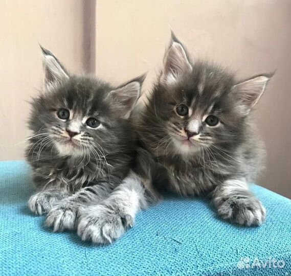 Котята мейн-кун