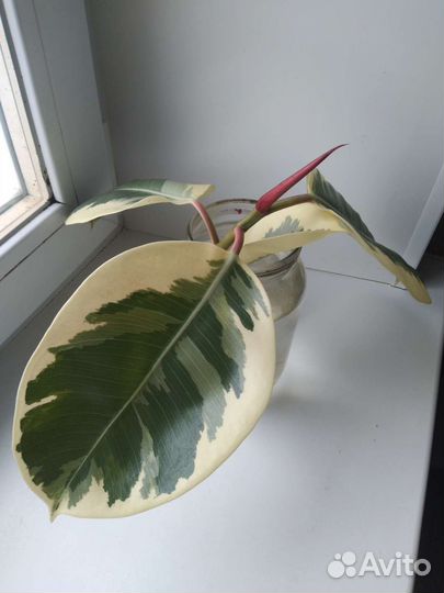 Срез фикуса(Эластик Тинеке)