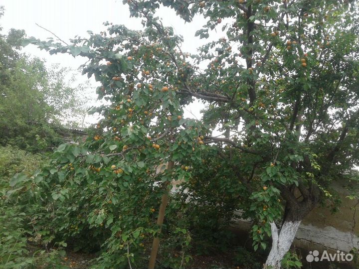 Рассада растений