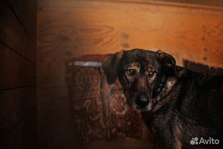 Прекрасный парень Курт ищет дом