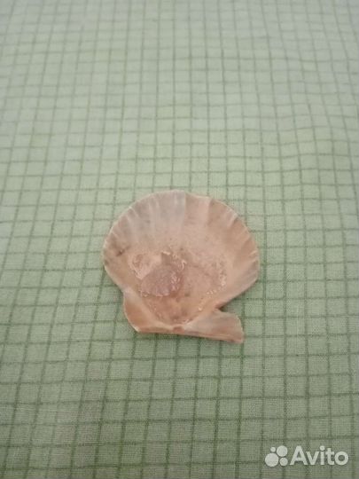 Ракушка морская