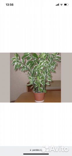 Комнатные цветы педилантус