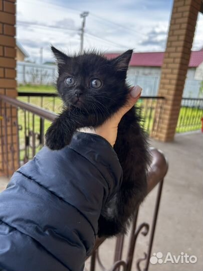 Кошка в дар