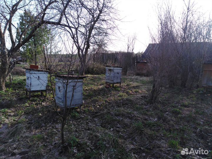 Пчелы и улья