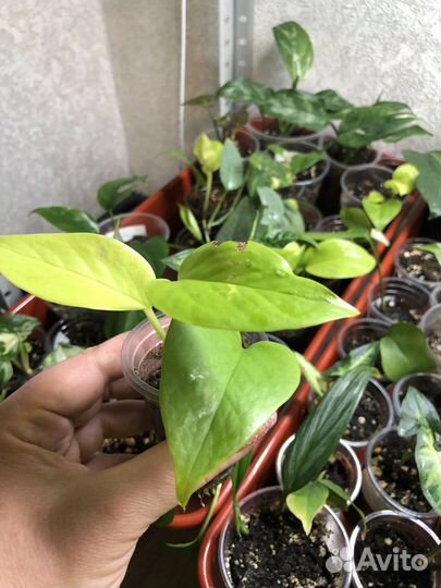 Сциндапсус эпипремнум