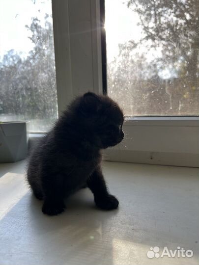 Британская кошка