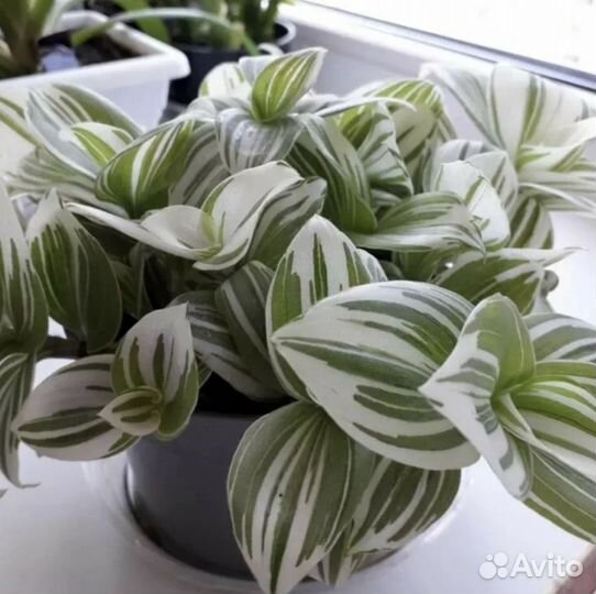 Комнатные растения цветы традесканция